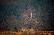 Sycamore Inclination Photograph by Jeff Phillippi
