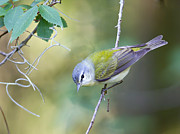 Tennessee Warbler Photograph by Jim E Johnson