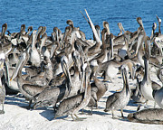 The Comedy Troupe - Pelican Rock at Pismo Beach, California Photograph by Darin Volpe