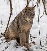 The Lynx Photograph by Linda Ryma
