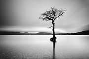 The Tree Photograph by Grant Glendinning