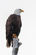 The Watcher Photograph by Linda Ryma