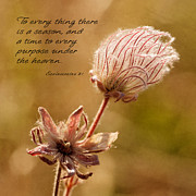 To Everything A Season Photograph by Mary Jo Allen