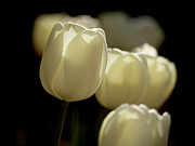 Tulips in Light Photograph by Rachel Morrison