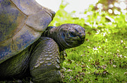 Turtles Eye View Photograph by Louis Dallara