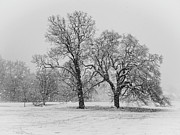 Two Sister Trees New Jersey Photograph by Louis Dallara