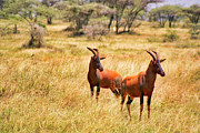 Two Topi Antelopes Photograph by Bruce Block