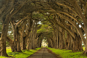 Under The Cypress Canopy Photograph by Adam Jewell