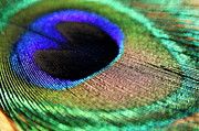 Vibrant colours of a peacock feather Photograph by Sami Sarkis Photography