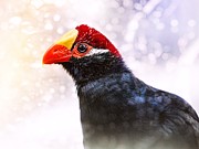 Violet Turaco Photograph by Jaroslav Buna