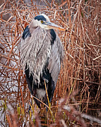 Waiting for Supper Photograph by Marshall Hurley