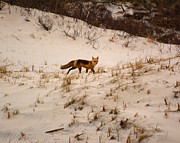 Walking Fox Photograph by Raymond Salani III