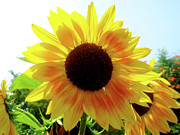 Walking on Sunshine Photograph by Onedayoneimage Photography