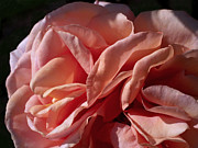 Warm Wishes Photograph by Rona Black