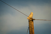 Watch Tower Photograph by Steve L'Italien