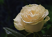 White Rose Photograph by Jacalyn Ackerman