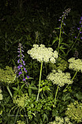 Wild Celery and Larkspur Photograph by Fred Denner