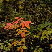 Wild Rose leaves 2017 Photograph by Fred Denner