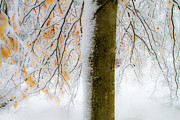 Winter Beech Photograph by Steven David Roberts