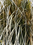 Winter Whites Digital Art by Gina Harrison