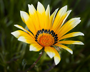 Yellow Fellow Photograph by Kelley King