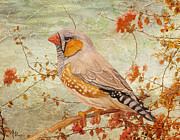 Zebra Finch Among Almond Trees Painting by Angeles M Pomata