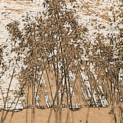 Zen Bamboo Garden Photograph by Onedayoneimage Photography