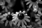 Black-eyed Susan  #2 Photograph by Jeff Phillippi