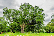 Centennial Oak, Salem Oak Tree #1 Photograph by Louis Dallara