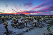 Cholla Cactus Garden in Joshua Tree National Park at sunset #1 Photograph by Miroslav Liska