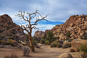 Desert trail in Joshua Tree National Park, #1 Photograph by Miroslav Liska