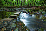 Dirt road in the Tollymore Forest Park #1 Photograph by Miroslav Liska