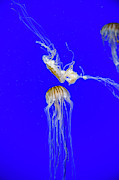 Japanese Jellyfish #1 Photograph by Kenny Thomas
