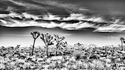 Joshua Tree National Park in Black and White #1 Photograph by Bruce Block