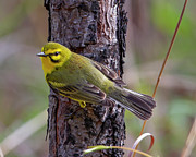Prairie Warbler Photograph by Jim E Johnson