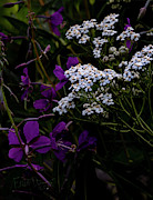 Yarrow #2 Photograph by Fred Denner