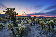 Cholla Cactus Garden in Joshua Tree National Park at sunset #2 Photograph by Miroslav Liska