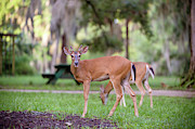 Feeding Deer #2 Photograph by Joe Leone