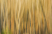 Fall Colors - Abstract Nature #7 Photograph by Shankar Adiseshan