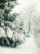 Snow on Evergreen Photograph by Jessica Jenney