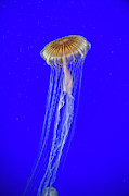 Japanese Jellyfish #9 Photograph by Kenny Thomas
