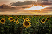 A Field of Sunflowers at Sunset Photograph by Kevin Schwalbe