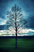 A Lone Tree in Winter Digital Art by Jason Fink