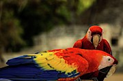 A pair of scarlet macaws Photograph by Robert Grac