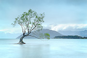 A Rainy Wanaka Willow Photograph by Monamifoto