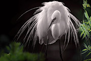 A Touch Of Class - Great Egret With Plumage Photograph by Mary Lou Chmura