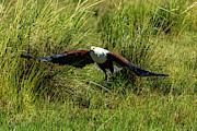 African Fish Eagle Photograph by Douglas Wielfaert