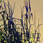 Afternoon Shadows Digital Art by Gina Harrison