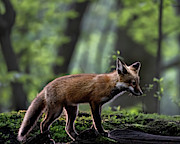 Amber Sunrise Photograph by James Overesch