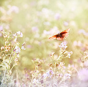 Around The Meadow 11 Photograph by Jaroslav Buna